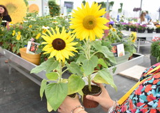 Twee uit het Suntastic assortiment. Momenteel zijn er drie kleuren in het assortiment, met zwart hart, met geel helder hart en tweekleurig rood en geel. Ze zijn flexibel en kunnen worden gekweekt in pot of in de volle grond. Daarnaast zijn ze compact. Het is een van hun bestsellers in hun bloemenassortiment en ze verkopen ze wereldwijd. De versie met zwarte hart heeft zelfs een AAS award gewonnen.